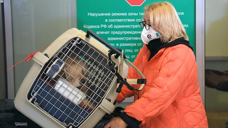 Роспотребнадзор сообщил о неспособности домашних животных переносить коронавирус