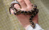  В Думе предложили разрешить генпрокурору лишать СМИ регистрации за фейки 
