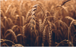 Украина пожаловалась в ВТО на запрет ввоза ее зерна в три страны ЕС