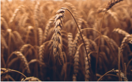 Пушилина избрали главой ДНР